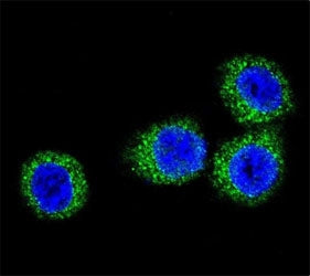 Confocal immunofluorescent analysis of FGFR2 antibody with HeLa cells followed by Alexa Fluor 488-co