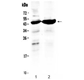 TFPI Antibody