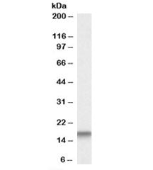 Western blot testing of mouse testis lysate with Cystatin 3 antibody at 0.01ug/ml. Predicted molecul