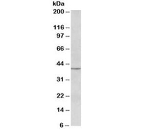 Western blot testing of human lymph lysate with PAX5 antibody at 0.3ug/ml. Predicted molecular weigh