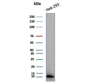 Western blot testing of human HEK293 cell lysate with MIF antibody (clone MIF/6282). Predicted molec