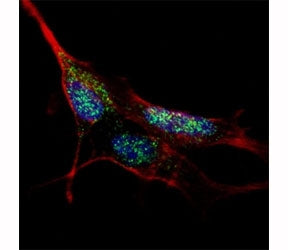 Fluorescent confocal image of SY5Y cells stained with KLF4 antibody at 1:1000. Immunoreactivity is l