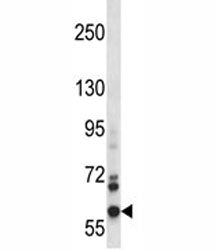 NOX5 antibody western blot analysis in CEM lysate. Predicted molecular weight: ~86kDa, observed here