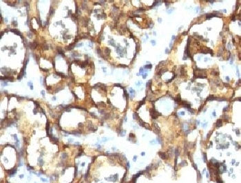 CD34 Antibody
