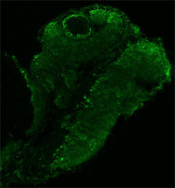 Immunofluorescent staining of FFPE zebrafish embryo tissue with Zebrafish ILF2 antibody (green). HIE