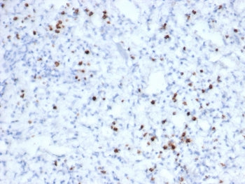 Granzyme B Antibody