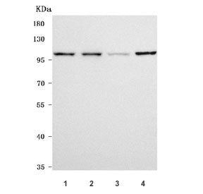 Western blot testing of 1) human HeLa, 2) human HepG2, 3) rat PC-12 and 4) mouse LLC cell lysate wit