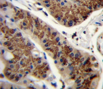 IHC testing of FFPE human stomach tissue with Inhibin beta A chain antibody. HIER: steam section in 