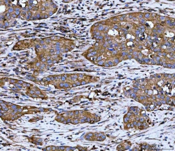 WDR1 Antibody / WD repeat-containing protein 1