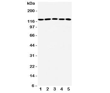 ST5 Antibody