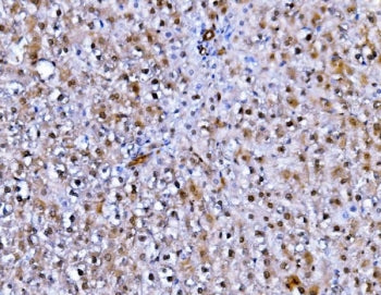Immunofluorescent staining of FFPE rat liver cells with Fadd antibody (green) and DAPI nuclear stain
