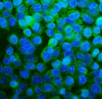 Immunofluorescent staining of FFPE human Caco-2 cells with RPL13A antibody (green) and DAPI nuclear 