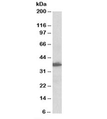 Western blot testing of human lymph node lysate with AIMP1 antibody at 0.1ug/ml. Predicted molecular
