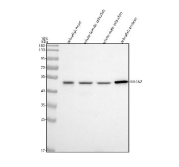 Western blot analysis of Eif4a2 protein using Zebrafish Eif4a2 antibody and 1) zebrafish head, 2) wh