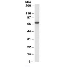 Western blot testing of HeLa lysate with HDAC1 antibody at 0.5ug/ml. Predicted molecular weight 55~6