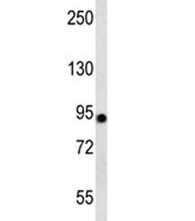Western blot testing of human 293 cell lysate with Aconitase 2 antibody at 1:1000. Predicted molecul