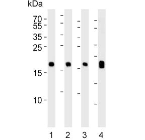Western blot testing of 1) human brain, 2) mouse brain, 3) rat brain and 4) rat eyeball lysate with 