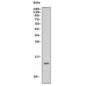 Western blot testing of mouse brain tissue lysate with NDUFB3 antibody. Predicted molecular weight: 