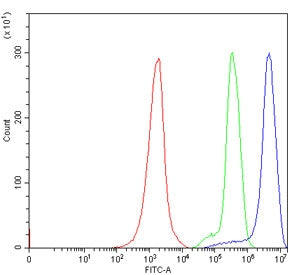 ATG4B Antibody
