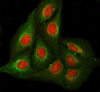 Immunofluorescent staining of FFPE human U-2 OS cells with RPB5 antibody (red) and Beta Tubulin mAb 