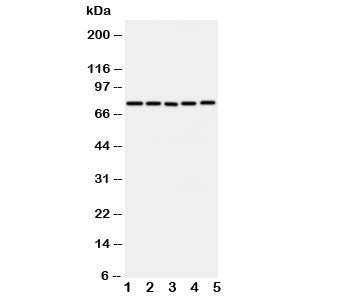 ABCG1 Antibody