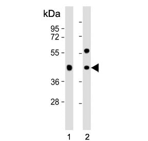 Western blot testing of human 1) 293T and 2) HT-29 cell lysate with GPA33 antibody. Expected molecul