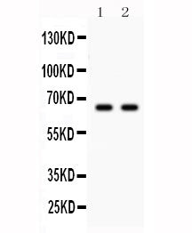 Parkin Antibody
