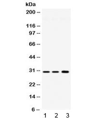 AQP11 Antibody / Aquaporin 11