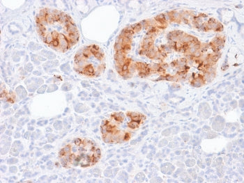 IHC testing of human pancreas tissue with recombinant Chromogranin A antibody (rCHGA/413). Required 