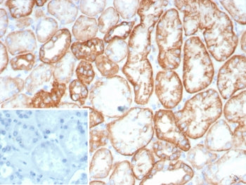 IHC staining of FFPE human kidney tissue with Ksp-Cadherin antibody (clone CDH16/8800R) at 2ug/ml. I