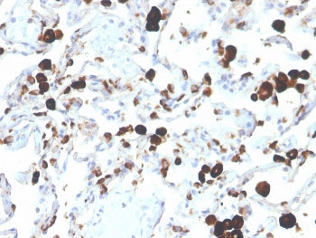 Napsin A Antibody