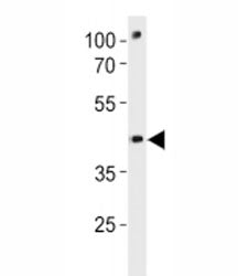 Pou3f3a Antibody (Zebrafish)