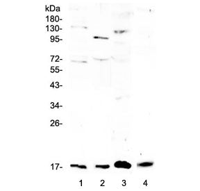 Western blot testing of 1) rat brain, 2) rat lung, 3) rat RH35 and 4) mouse lung lysate with Il1f10 