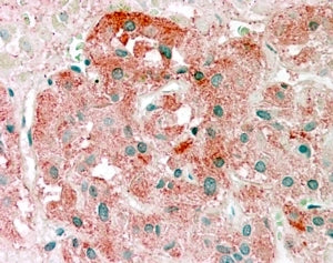 IHC testing of FFPE human adrenal gland with Semaphorin 3E antibody at 2.5ug/ml. HIER: steamed with 