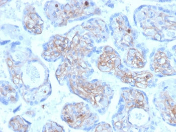 Periostin Antibody