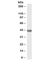Western blot testing of human tonsil lysate with biotinylated ILF2 antibody at 0.1ug/ml. Expected mo