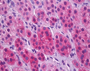 IHC staining of FFPE human adrenal cortex tissue with VGLUT1 antibody at 3.75ug/ml. Required HIER: s