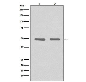 Western blot testing of 1) human HeLa and 2) mouse NIH3T3 cell lysate with HDAC3 antibody. Predicted
