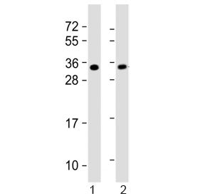 Western blot testing of 1) mouse heart and 2) rat PC-12 lysate with SLUG antibody. Predicted molecul