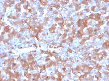 IHC staining of FFPE human liver tissue with F7 antibody (clone F7/3515). HIER: boil tissue sections