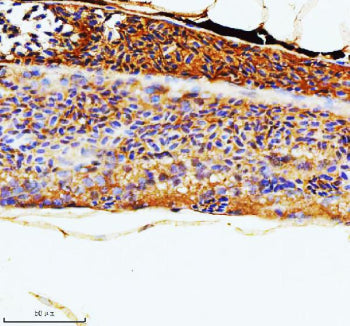 IHC staining of FFPE zebrafish kidney tissue with Zebrafish Rac1 antibody. HIER: boil tissue section