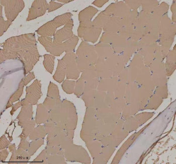 IHC staining of FFPE zebrafish skeletal muscle tissue with Zebrafish Actba antibody. HIER: boil tiss