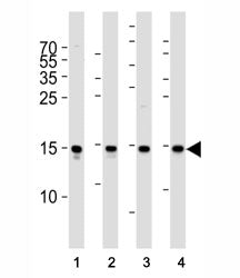 FIS1 Antibody
