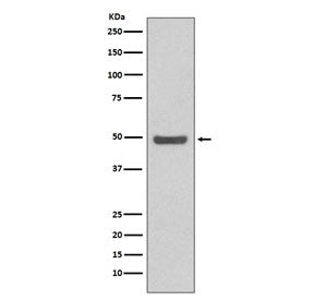 Cyclin E2 Antibody / CCNE2