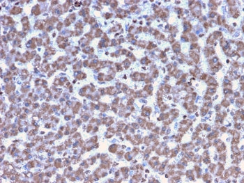 IHC testing of FFPE human liver tissue with Prohibitin antibody (clone PHB/3194). Required HIER: boi