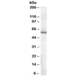 TXNRD1 Antibody