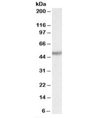 Western blot testing of rat kidney lysate with Ugt2b antibody at 0.1ug/ml. Predicted molecular weigh