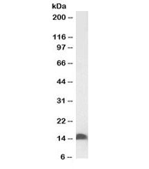 Western blot of mouse duodenum lysate with biotinylated FABP2 antibody at 0.1ug/ml. Predicted molecu
