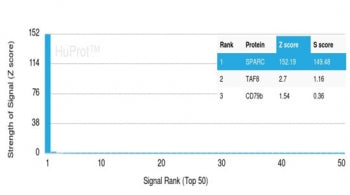 SPARC Antibody / Osteonectin