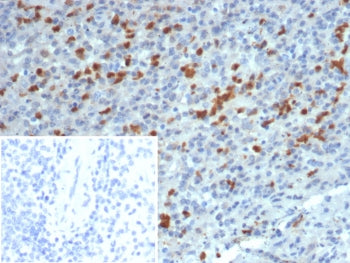 IHC staining of FFPE human spleen tissue with S100A13 antibody (clone S100A13/7483). Inset: PBS used